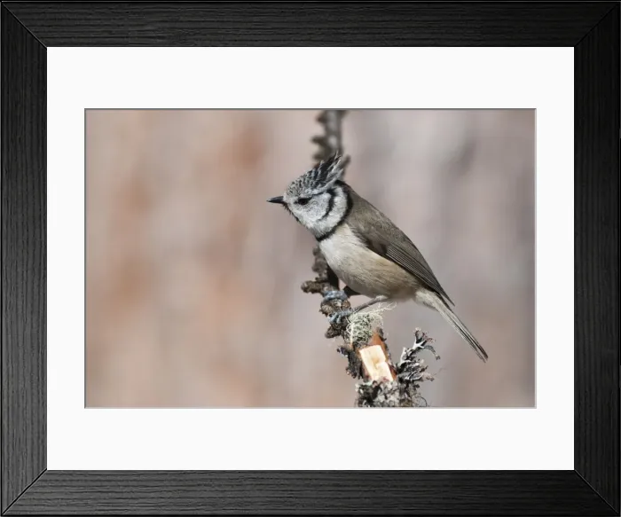 Framed Print : Picture No. 11671471 Framed Print : Picture No. 11671471