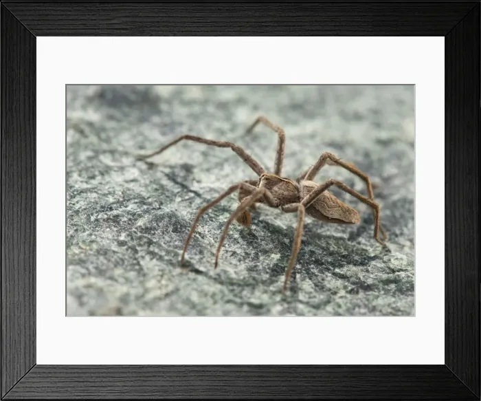 Framed Print : Picture No. 11671475 Framed Print : Picture No. 11671475