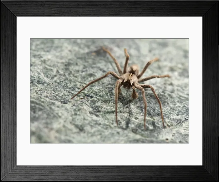 Framed Print : Picture No. 11671476 Framed Print : Picture No. 11671476