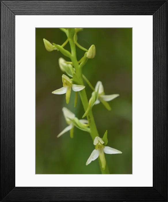 Framed Print : Picture No. 11671477 Framed Print : Picture No. 11671477
