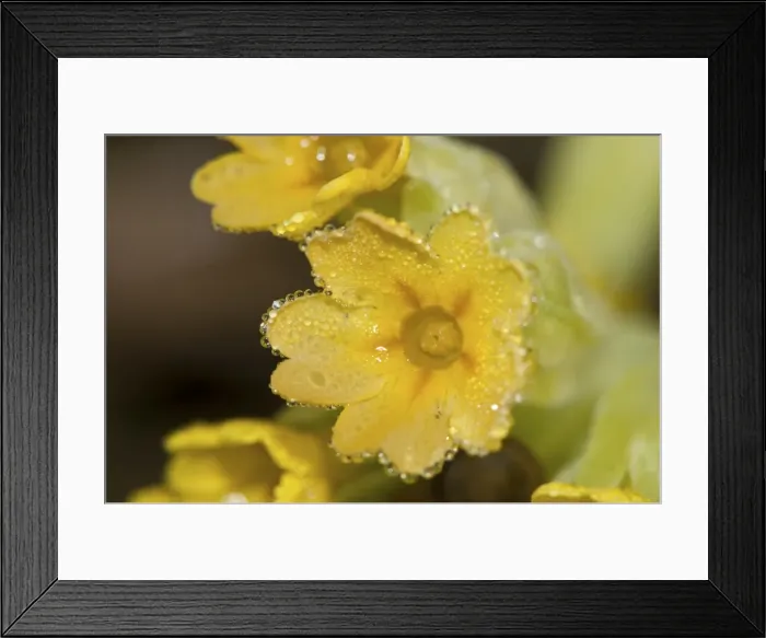 Framed Print : Picture No. 11671478 Framed Print : Picture No. 11671478