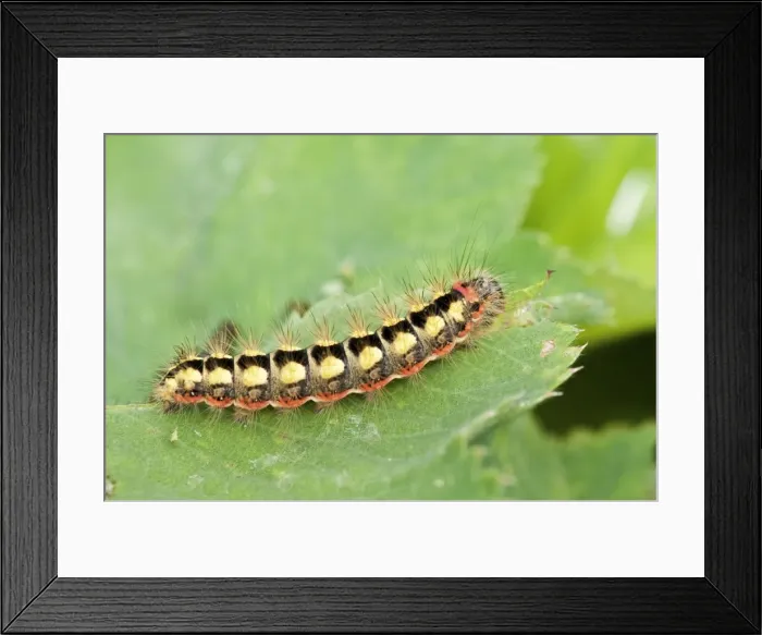 Framed Print : Picture No. 11671479 Framed Print : Picture No. 11671479