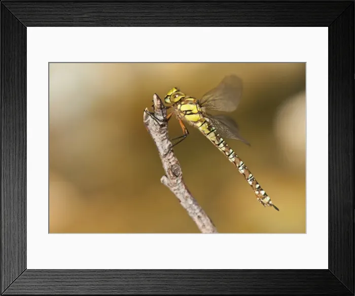 Framed Print : Picture No. 11671480 Framed Print : Picture No. 11671480