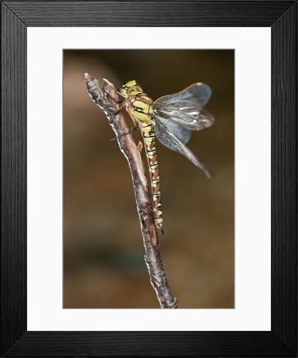 Framed Print : Picture No. 11671481 Framed Print : Picture No. 11671481