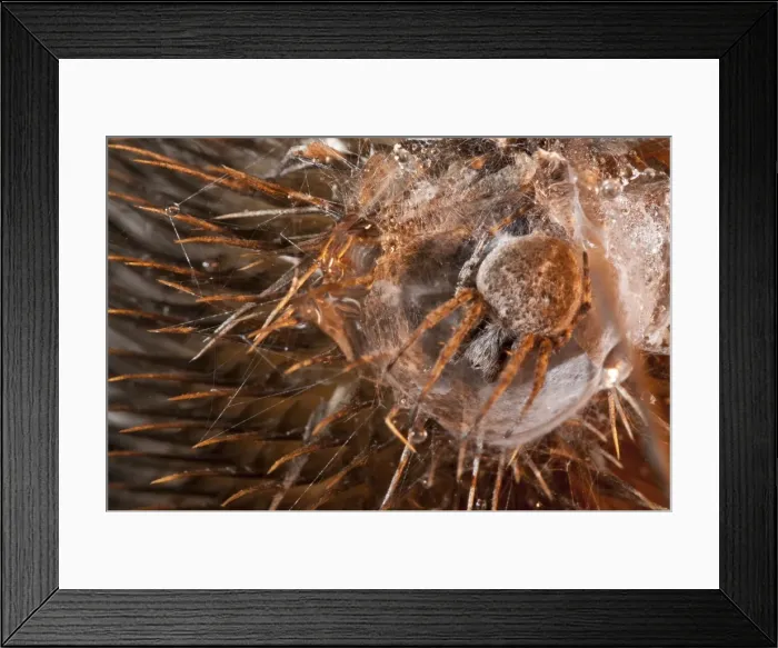 Framed Print : Picture No. 11671482 Framed Print : Picture No. 11671482