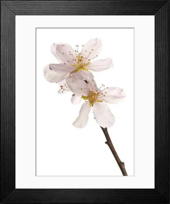 Framed Print : Picture No. 11671484 Framed Print : Picture No. 11671484