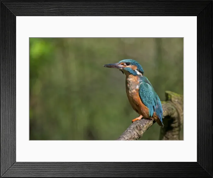 Framed Print : Picture No. 11671483 Framed Print : Picture No. 11671483