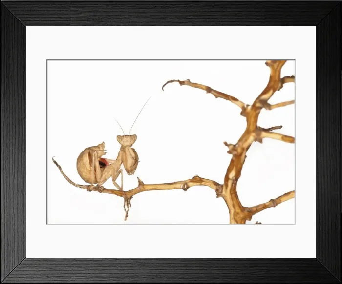 Framed Print : Picture No. 11671486 Framed Print : Picture No. 11671486