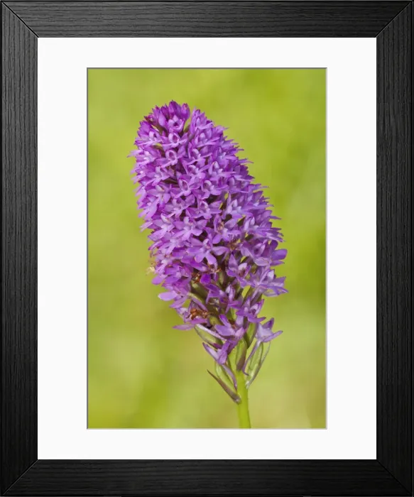 Framed Print : Picture No. 11671488 Framed Print : Picture No. 11671488
