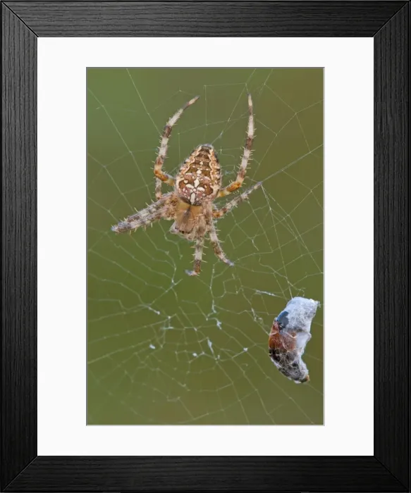 Framed Print : Picture No. 11671490 Framed Print : Picture No. 11671490