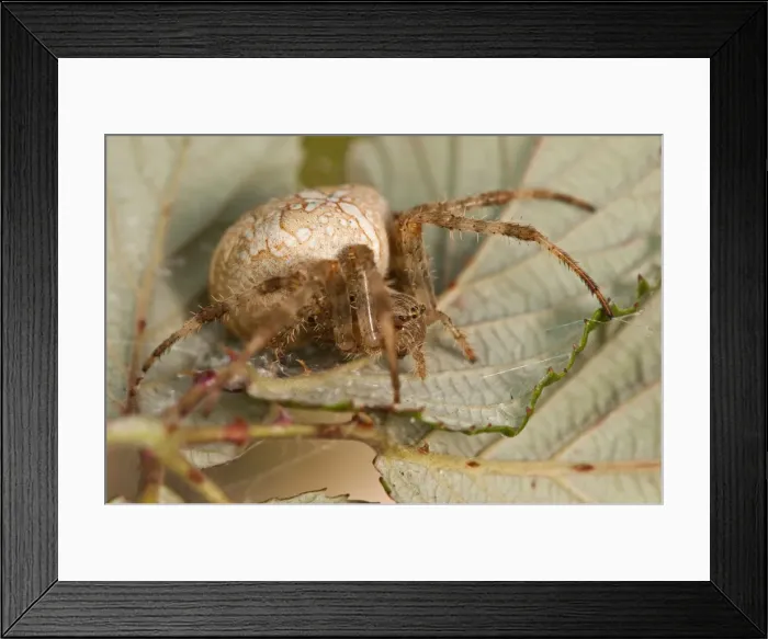 Framed Print : Picture No. 11671491 Framed Print : Picture No. 11671491