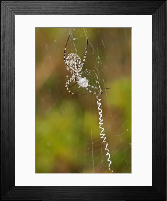 Framed Print : Picture No. 11671492 Framed Print : Picture No. 11671492