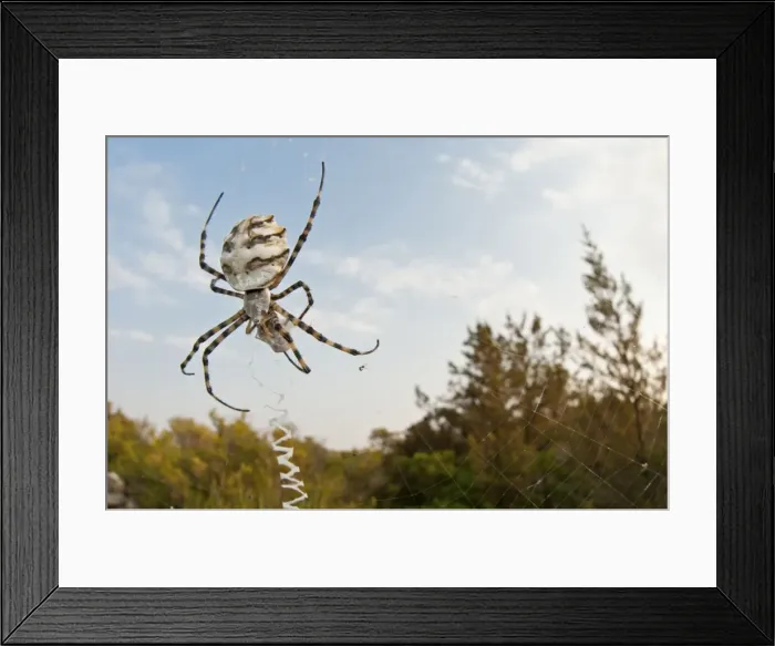Framed Print : Picture No. 11671493 Framed Print : Picture No. 11671493