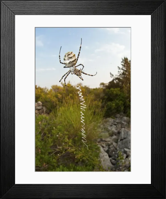 Framed Print : Picture No. 11671494 Framed Print : Picture No. 11671494