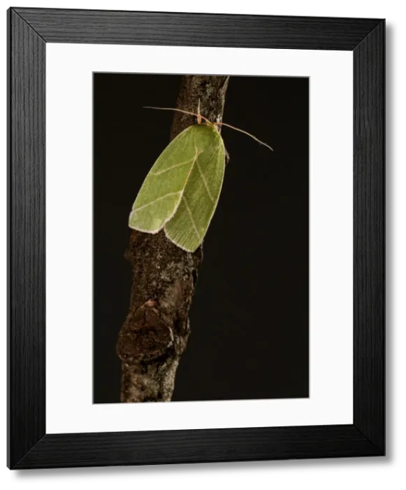 Framed Print : Picture No. 11671495 Framed Print : Picture No. 11671495