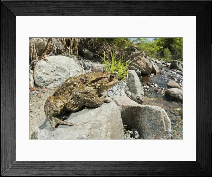 Framed Print : Picture No. 11671496 Framed Print : Picture No. 11671496