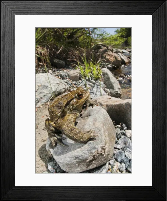 Framed Print : Picture No. 11671497 Framed Print : Picture No. 11671497