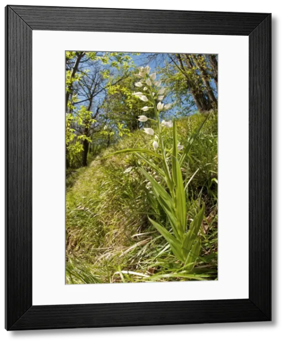 Framed Print : Picture No. 11671498 Framed Print : Picture No. 11671498
