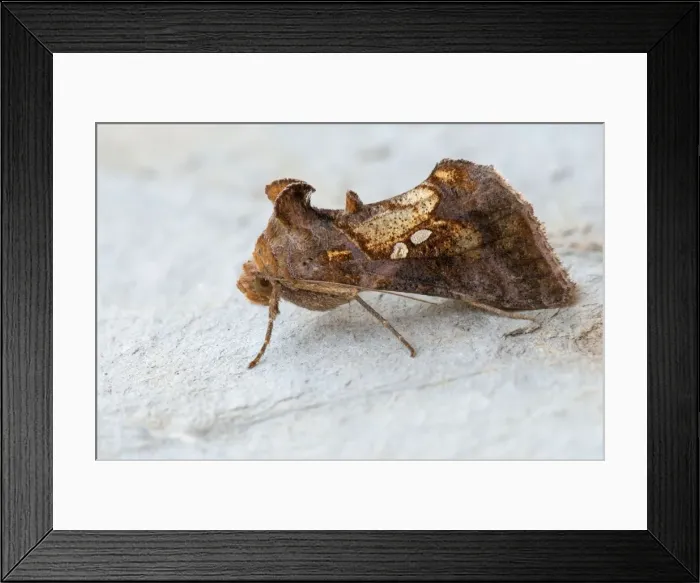 Framed Print : Picture No. 11671499 Framed Print : Picture No. 11671499