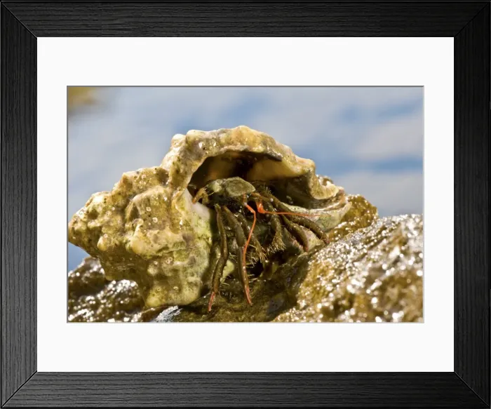 Framed Print : Picture No. 11671500 Framed Print : Picture No. 11671500