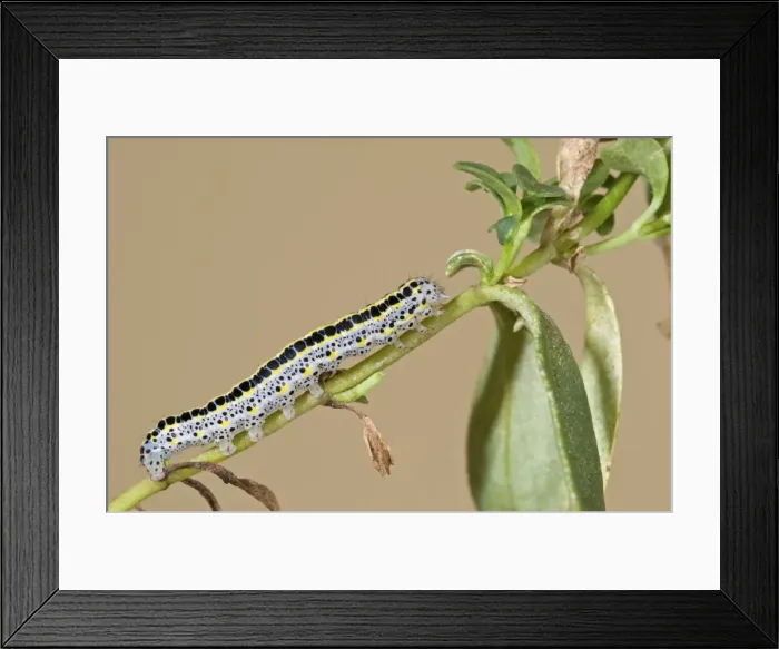 Framed Print : Picture No. 11671501 Framed Print : Picture No. 11671501