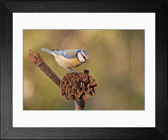 Framed Print : Picture No. 11671502 Framed Print : Picture No. 11671502