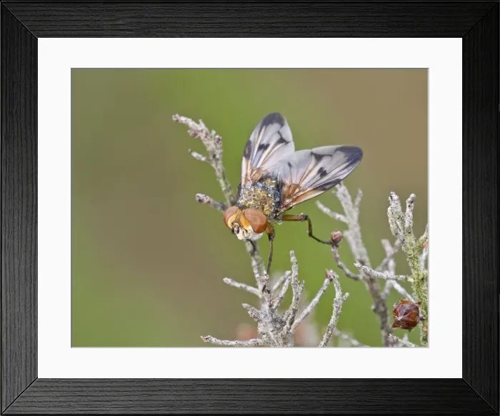 Framed Print : Picture No. 11671503 Framed Print : Picture No. 11671503
