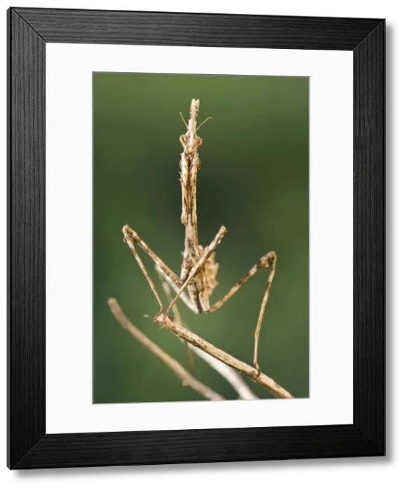 Framed Print : Picture No. 11671504 Framed Print : Picture No. 11671504
