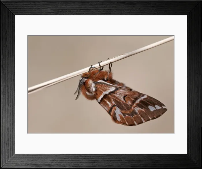 Framed Print : Picture No. 11671505 Framed Print : Picture No. 11671505