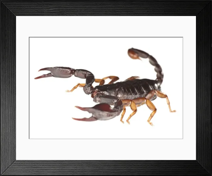 Framed Print : Picture No. 11671507 Framed Print : Picture No. 11671507