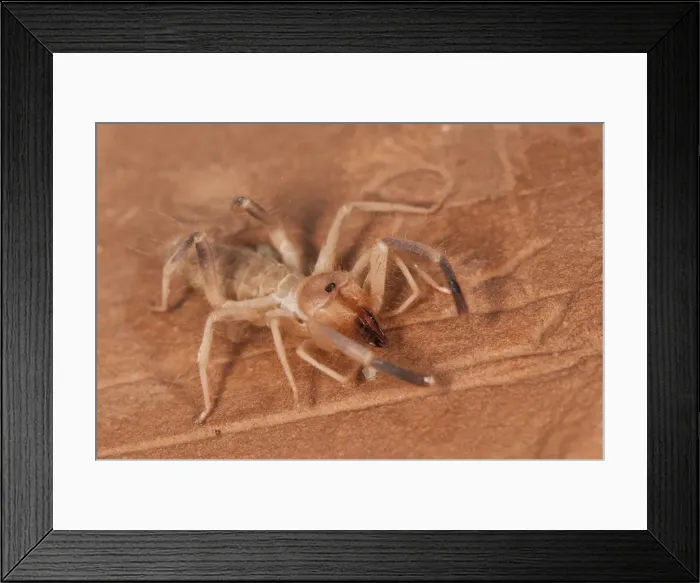 Framed Print : Picture No. 11671506 Framed Print : Picture No. 11671506