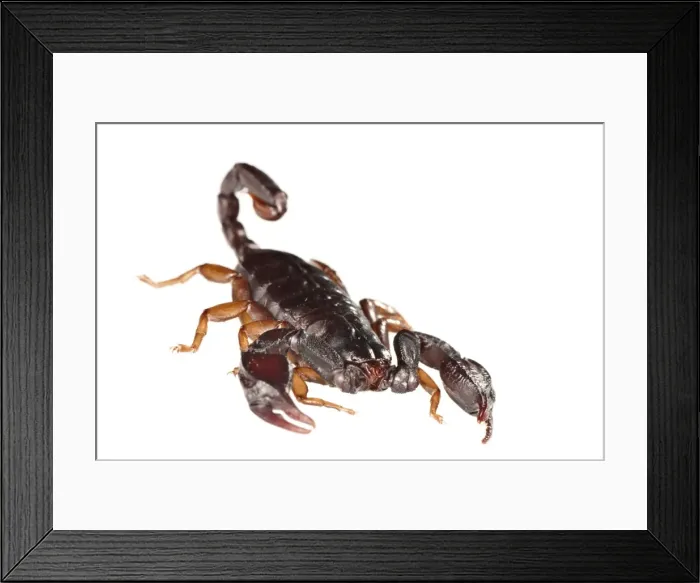 Framed Print : Picture No. 11671508 Framed Print : Picture No. 11671508