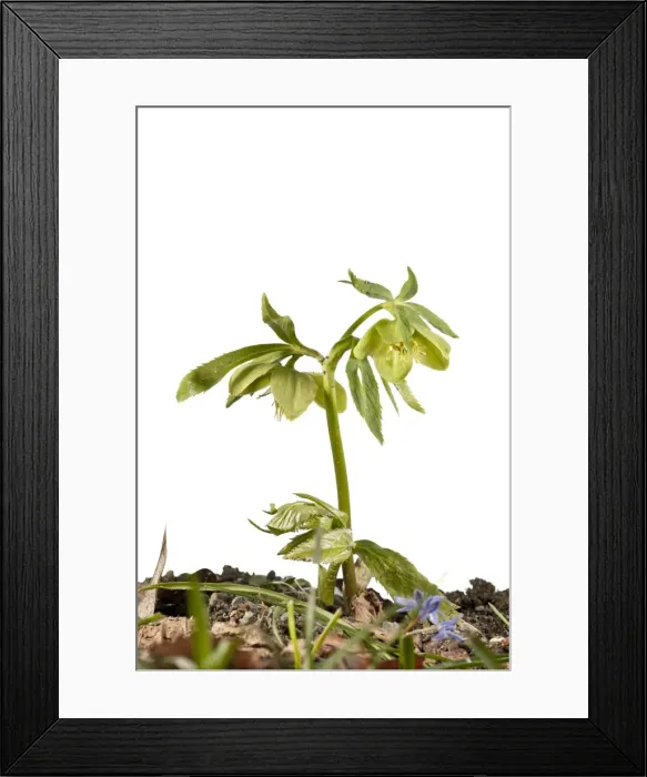 Framed Print : Picture No. 11671509 Framed Print : Picture No. 11671509