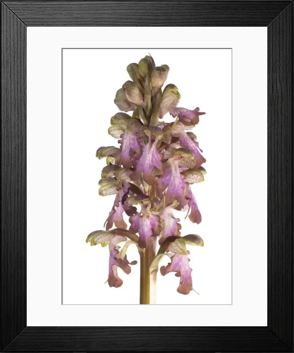 Framed Print : Picture No. 11671511 Framed Print : Picture No. 11671511