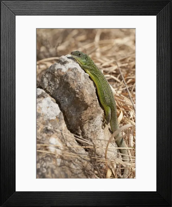 Framed Print : Picture No. 11671512 Framed Print : Picture No. 11671512
