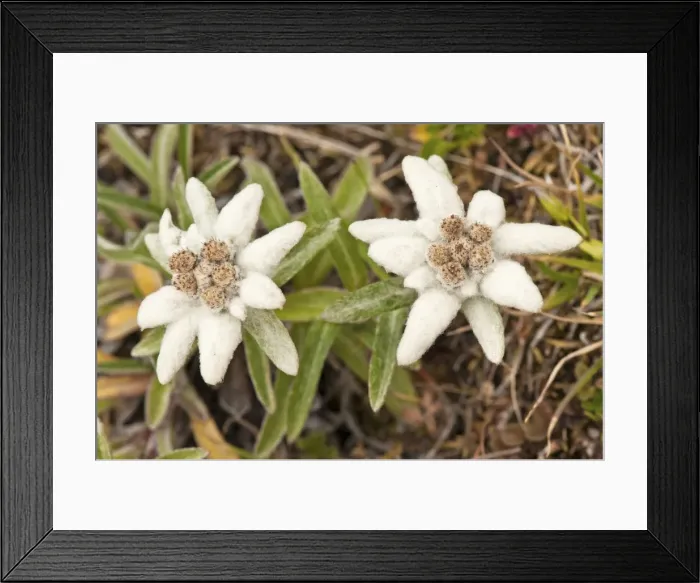Framed Print : Picture No. 11671514 Framed Print : Picture No. 11671514