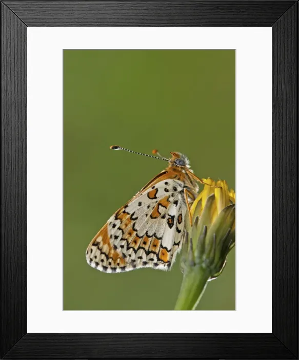 Framed Print : Picture No. 11671515 Framed Print : Picture No. 11671515