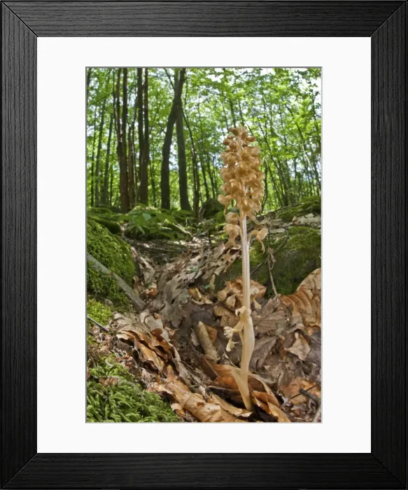 Framed Print : Picture No. 11671517 Framed Print : Picture No. 11671517