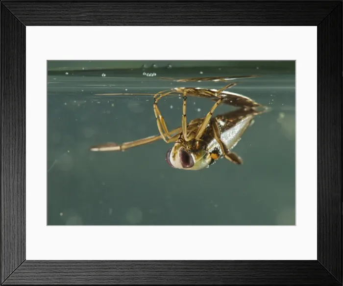 Framed Print : Picture No. 11671518 Framed Print : Picture No. 11671518