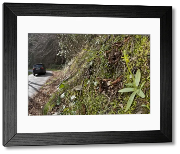 Framed Print : Picture No. 11671519 Framed Print : Picture No. 11671519