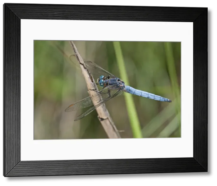 Framed Print : Picture No. 11671520 Framed Print : Picture No. 11671520