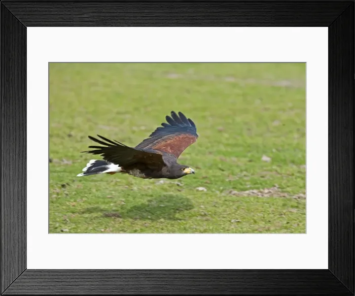 Framed Print : Picture No. 11671521 Framed Print : Picture No. 11671521