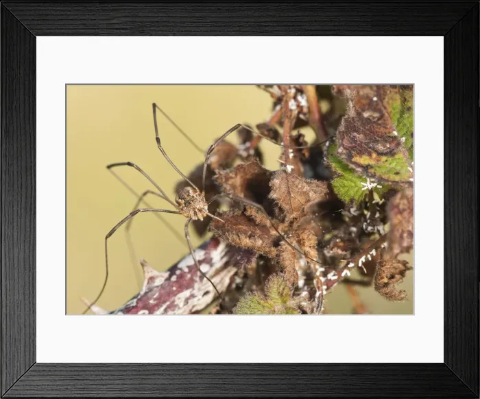 Framed Print : Picture No. 11671522 Framed Print : Picture No. 11671522
