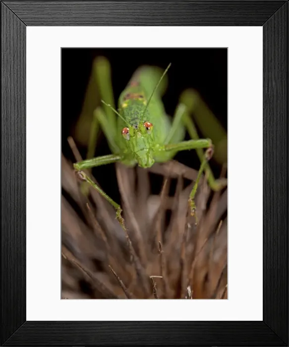 Framed Print : Picture No. 11671523 Framed Print : Picture No. 11671523