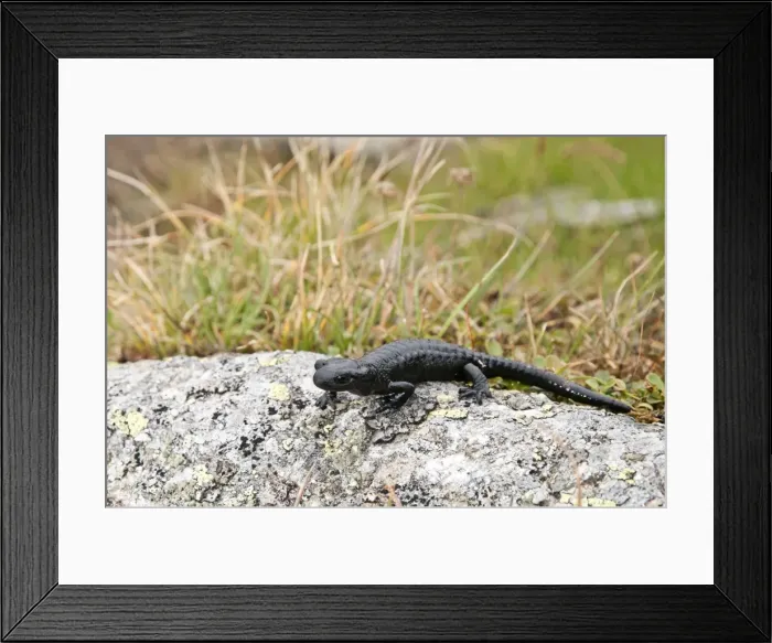 Framed Print : Picture No. 11671524 Framed Print : Picture No. 11671524
