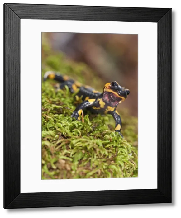 Framed Print : Picture No. 11671525 Framed Print : Picture No. 11671525