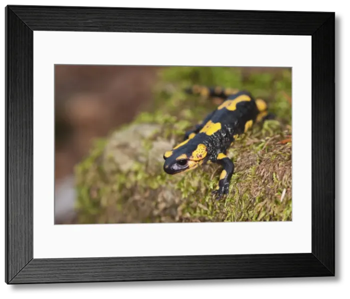 Framed Print : Picture No. 11671526 Framed Print : Picture No. 11671526