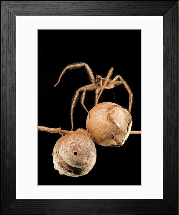 Framed Print : Picture No. 11671528 Framed Print : Picture No. 11671528