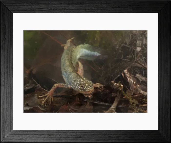 Framed Print : Picture No. 11671529 Framed Print : Picture No. 11671529