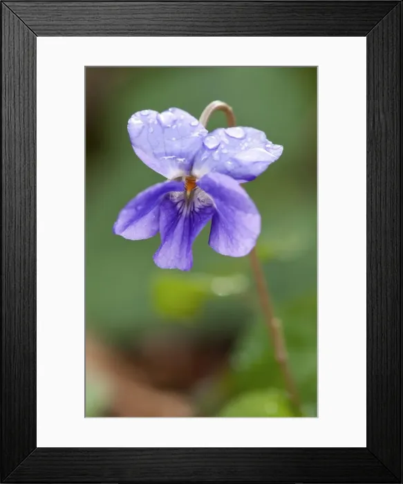 Framed Print : Picture No. 11671531 Framed Print : Picture No. 11671531